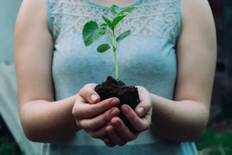 image of plant on the hands of a girl