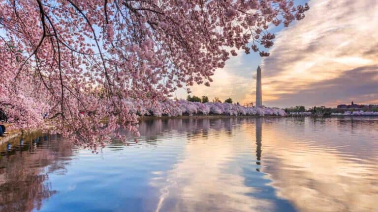 Image of the cherry blossoms in Washington DC