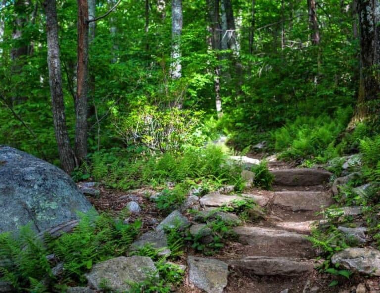 Forest hiking trail with ferns and stone steps