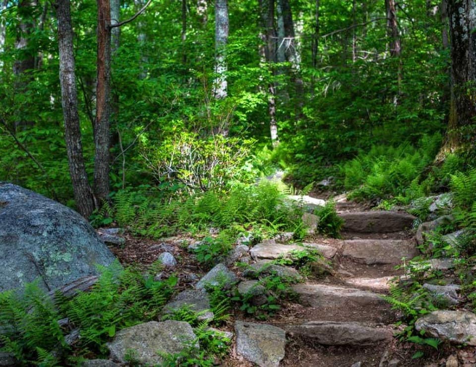 Forest hiking trail with ferns and stone steps