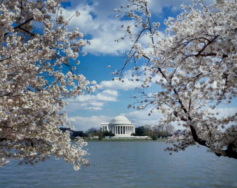 Image of cherry blossoms in DC