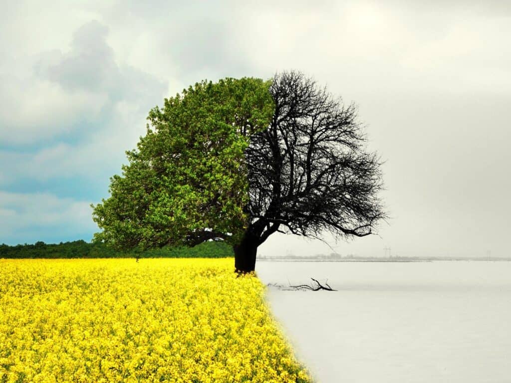 Lone tree in all seasons