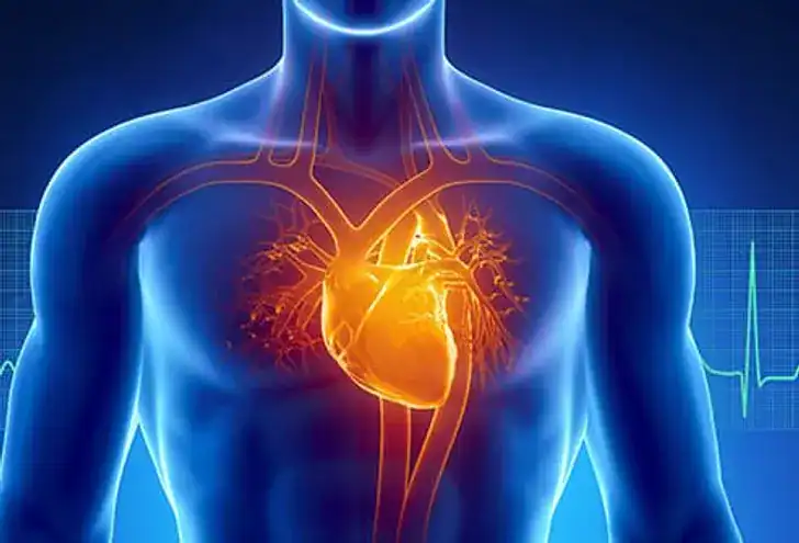 493ss thinkstock rf heart anatomy illustration