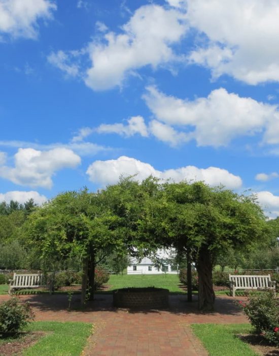 Image of Green Trees in the Rose Hill Manor Park